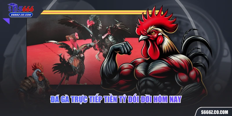 Đá gà trực tiếp tiền tỷ đổi đời hôm nay