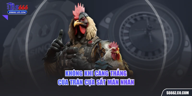 Không khí căng thẳng của trận cựa sắt mãn nhãn