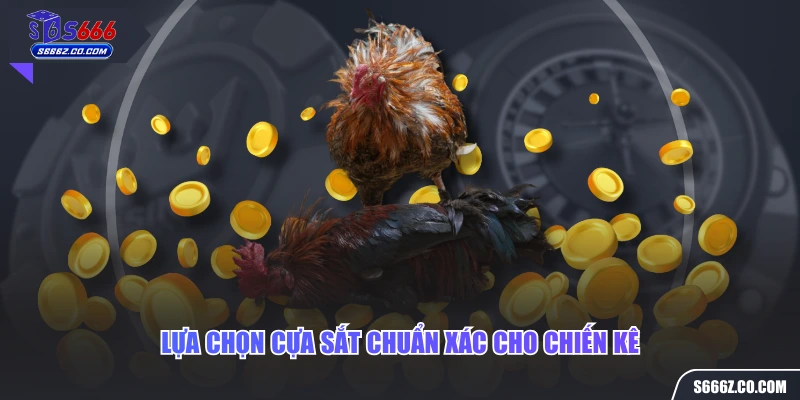 Lựa chọn cựa sắt chuẩn xác cho chiến kê