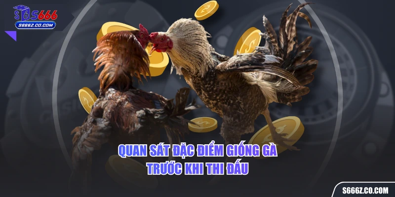 Quan sát đặc điểm giống gà trước khi thi đấu