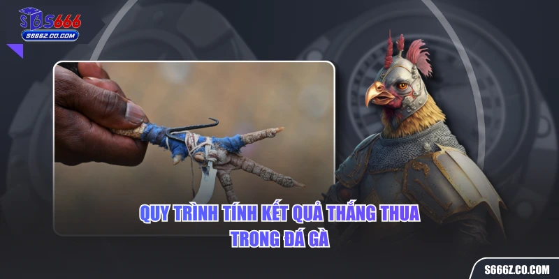 Quy trình tính kết quả thắng thua trong đá gà