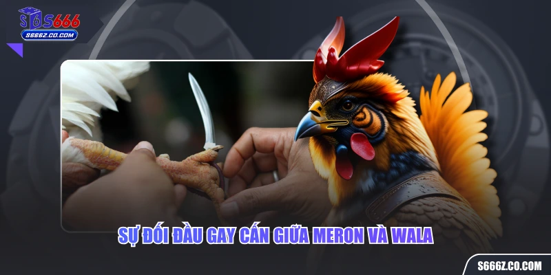 Sự đối đầu gay cấn giữa Meron và Wala 