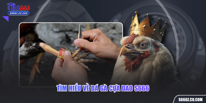 Tìm hiểu về đá gà cựa dao S666